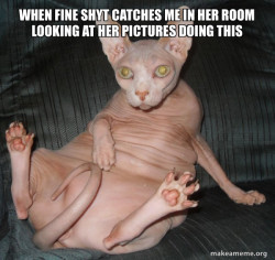 Hairless Cat