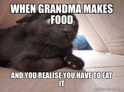 Schitzo Cat