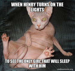 Hairless Cat