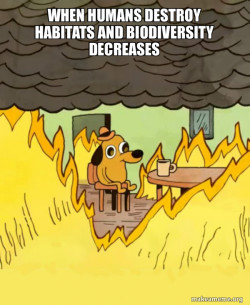 This Is Fine