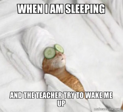 Pampered Cat Meme