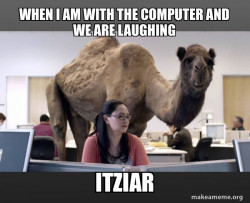 Hump Day Camel