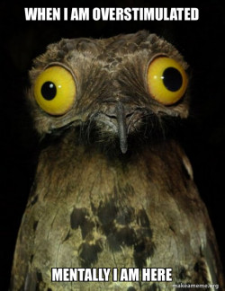 Weird Stuff I do Potoo