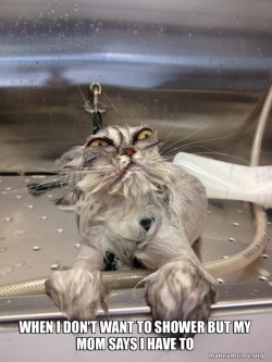 Cat Bath Returns