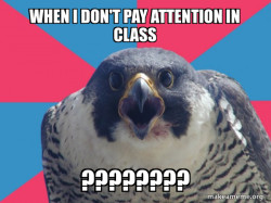 Falcon