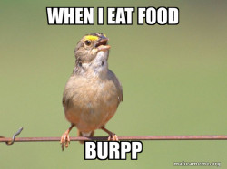 Common Opinion Sparrow