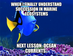 Dory from Nemo  (5 second memory)