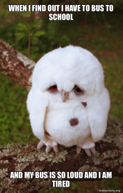 Sad Owl