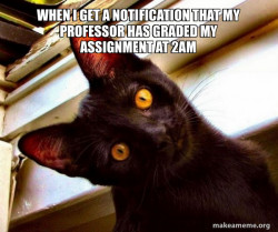 Overly Attached Cat