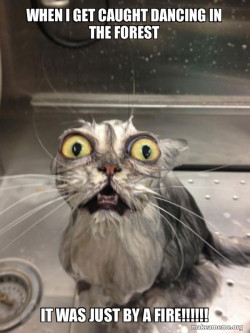 Cat bath