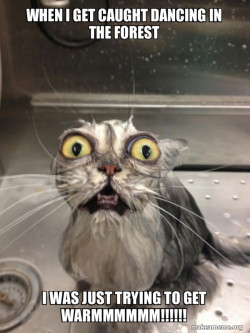Cat bath