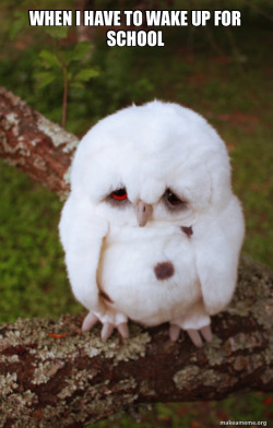 Sad Owl