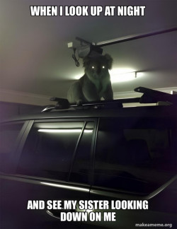 Drop Bear