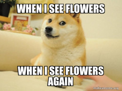 Doge