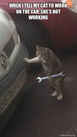 Mechanic Cat