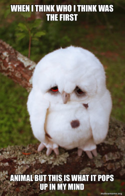 Sad Owl