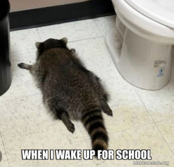 Drunk Raccoon