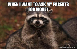 Evil Plotting Raccoon