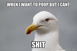 Stuff That Didn't Happen Seagull