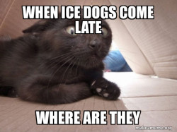 Schitzo Cat