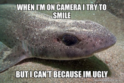 Dirty Joke Dogfish