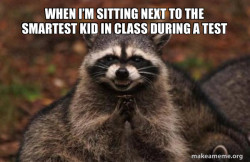 Evil Plotting Raccoon