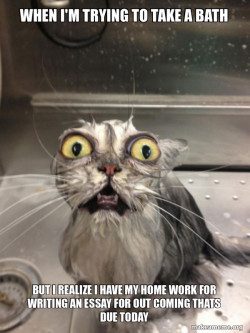 Cat bath