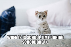 Cute Kitten