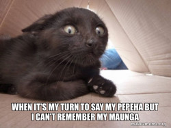 Schitzo Cat
