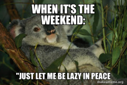 Laid Back Koala