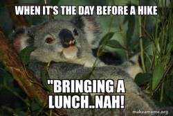 Laid Back Koala
