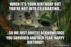 Laid Back Koala