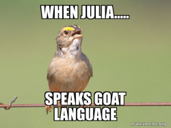Common Opinion Sparrow