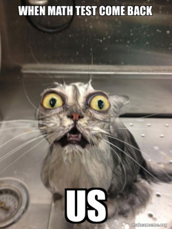 Cat bath