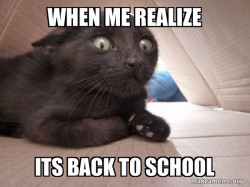 Schitzo Cat