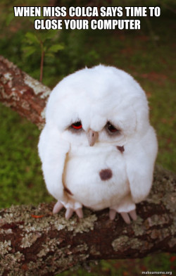 Sad Owl