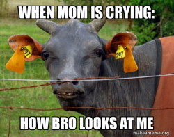 Hairless Cow