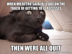 Schitzo Cat