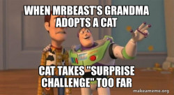 cat