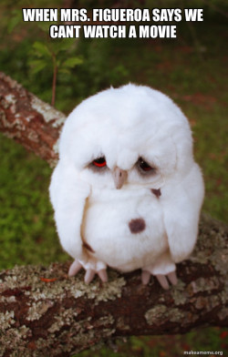 Sad Owl