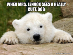 Popular Opinion Bear