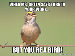Common Opinion Sparrow