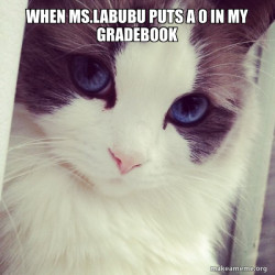 Ridiculously Photogenic Cat