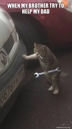 Mechanic Cat