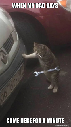Mechanic Cat