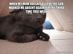 Schitzo Cat