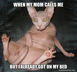 Hairless Cat