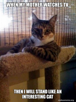 The Most Interesting Cat in the World