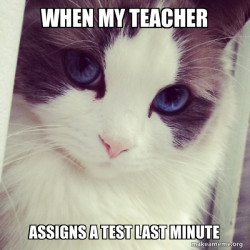 Ridiculously Photogenic Cat