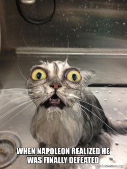 Cat bath